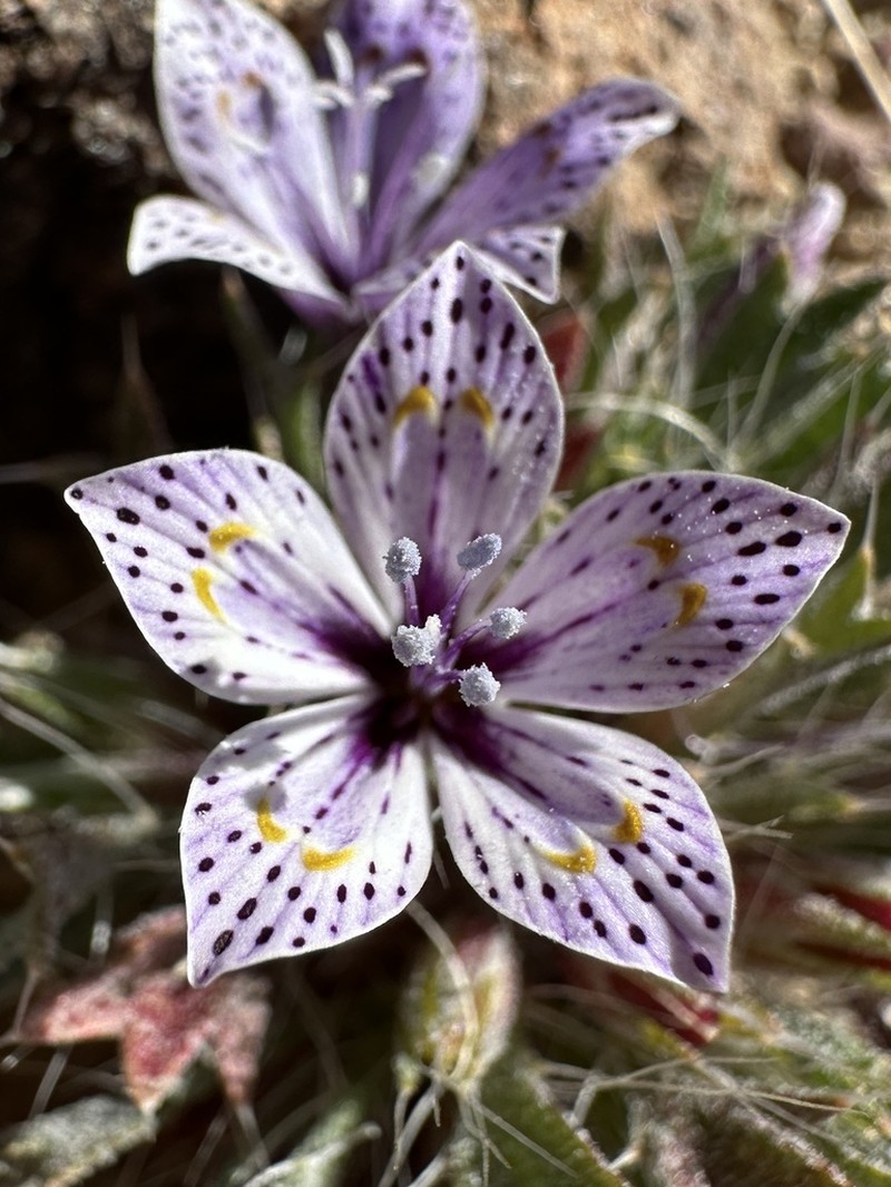 Great Basin Langloisia photo 6