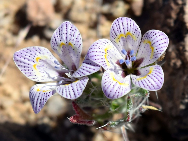 Great Basin Langloisia photo 7