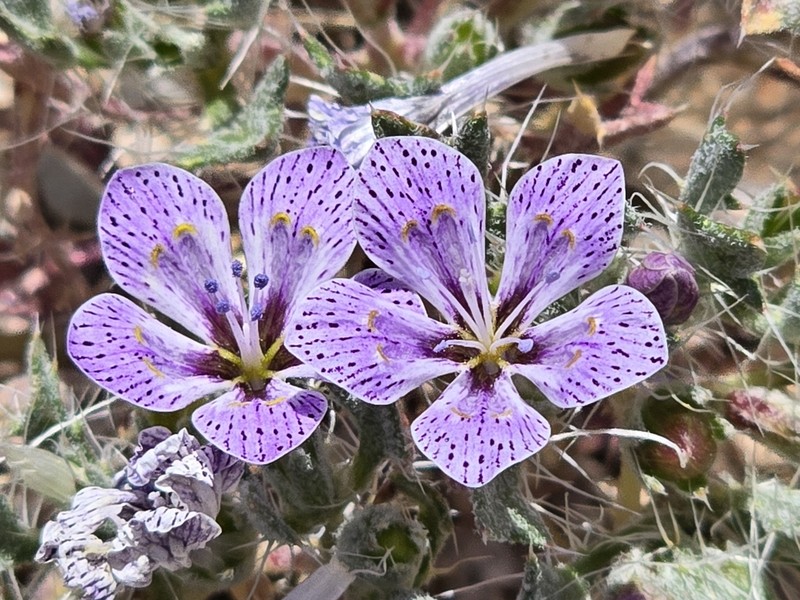 Great Basin Langloisia photo 8