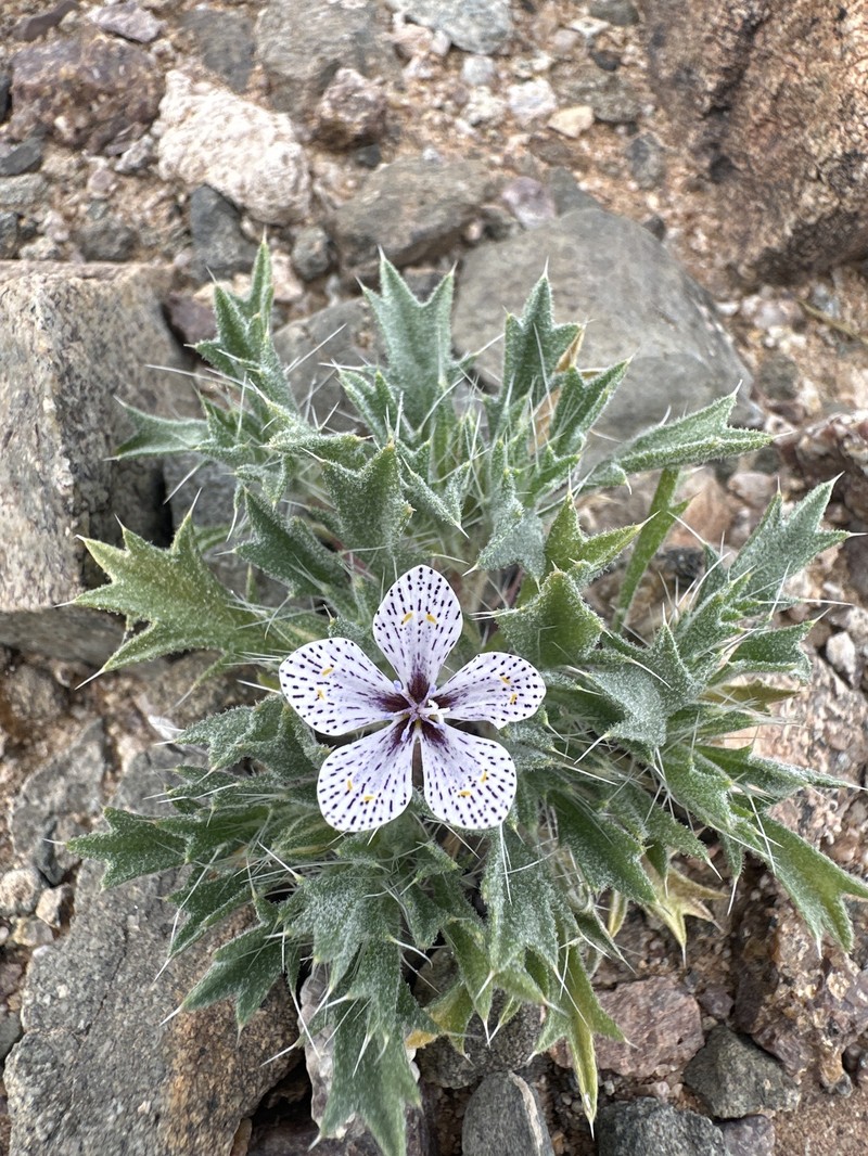 Langloisia setosissima subsp. punctata