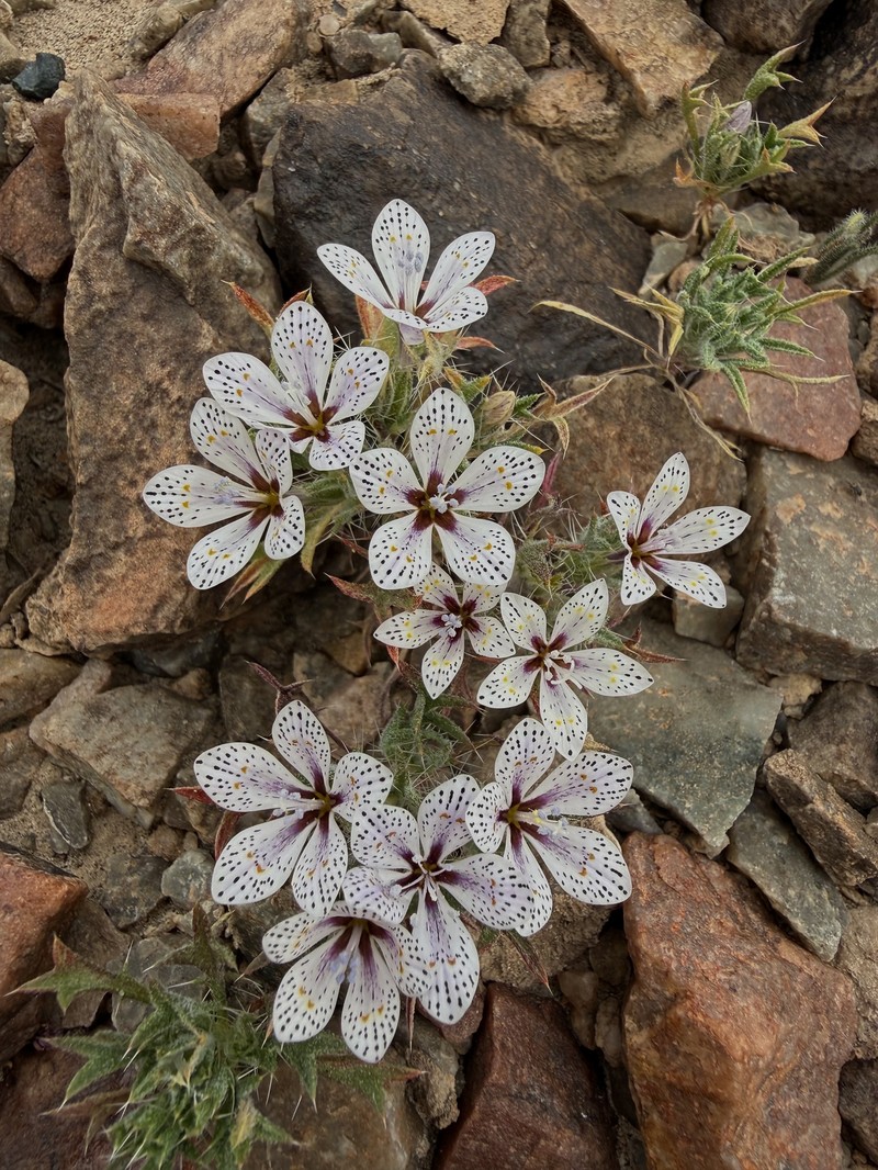 Langloisia setosissima subsp. punctata photo 2