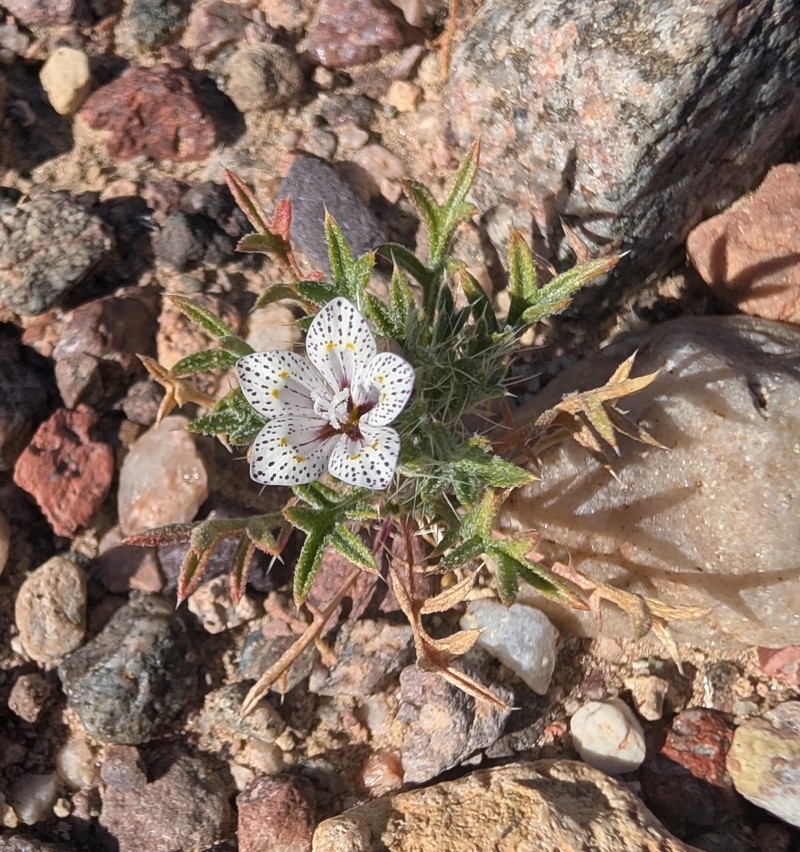 Langloisia setosissima subsp. punctata photo 3