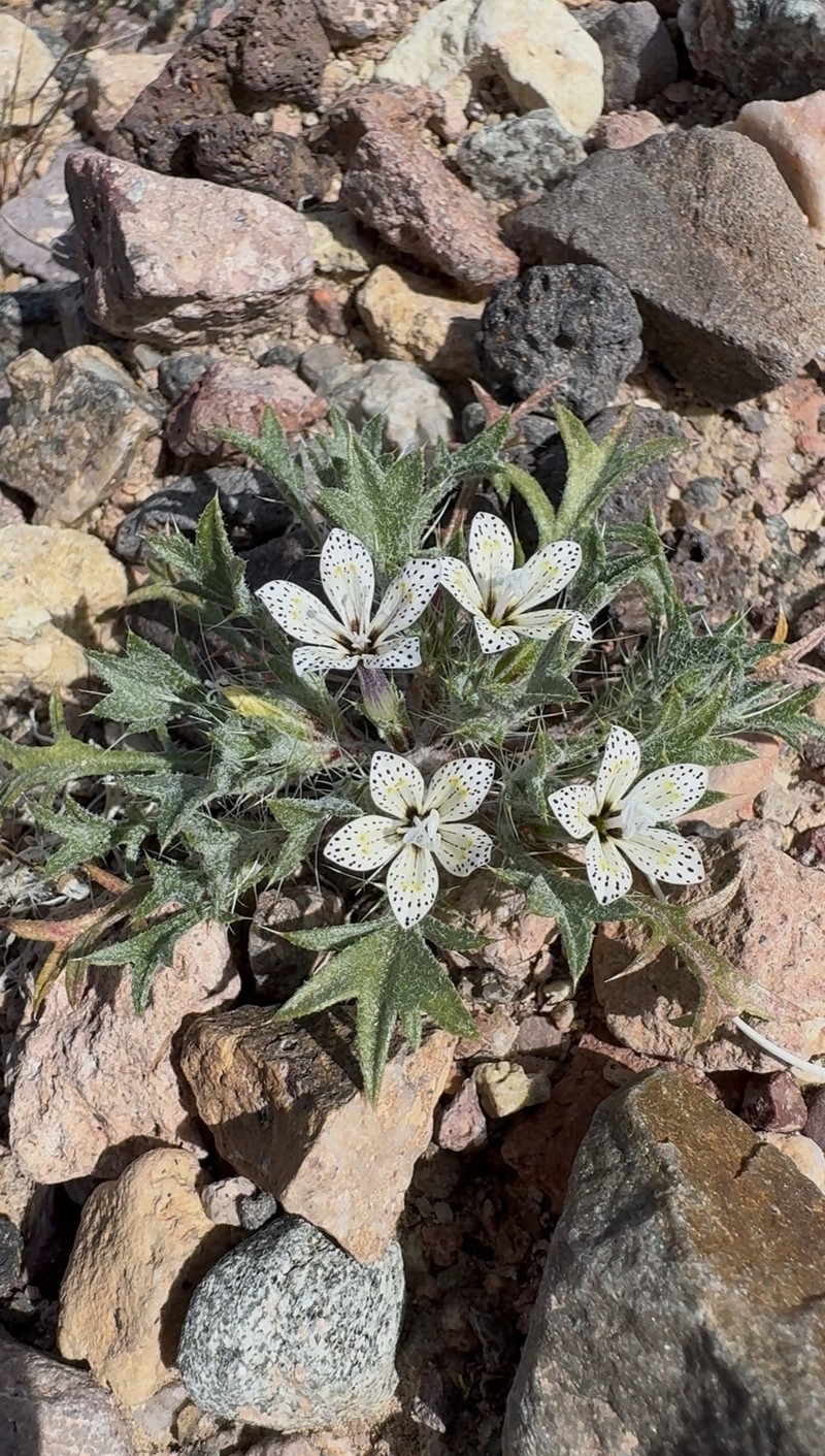 Langloisia setosissima subsp. punctata photo 4