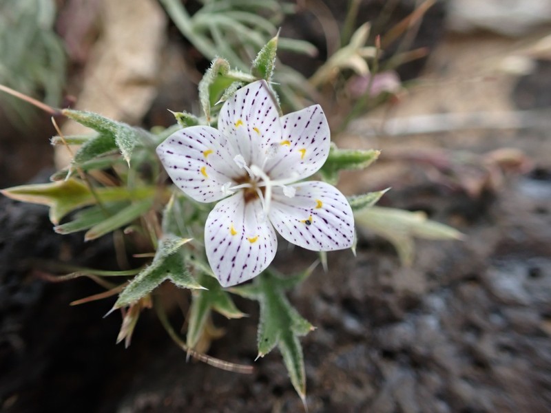 Langloisia setosissima subsp. punctata photo 5