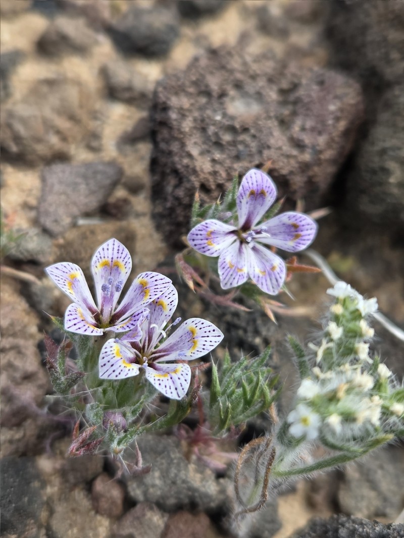 Langloisia setosissima subsp. punctata photo 6