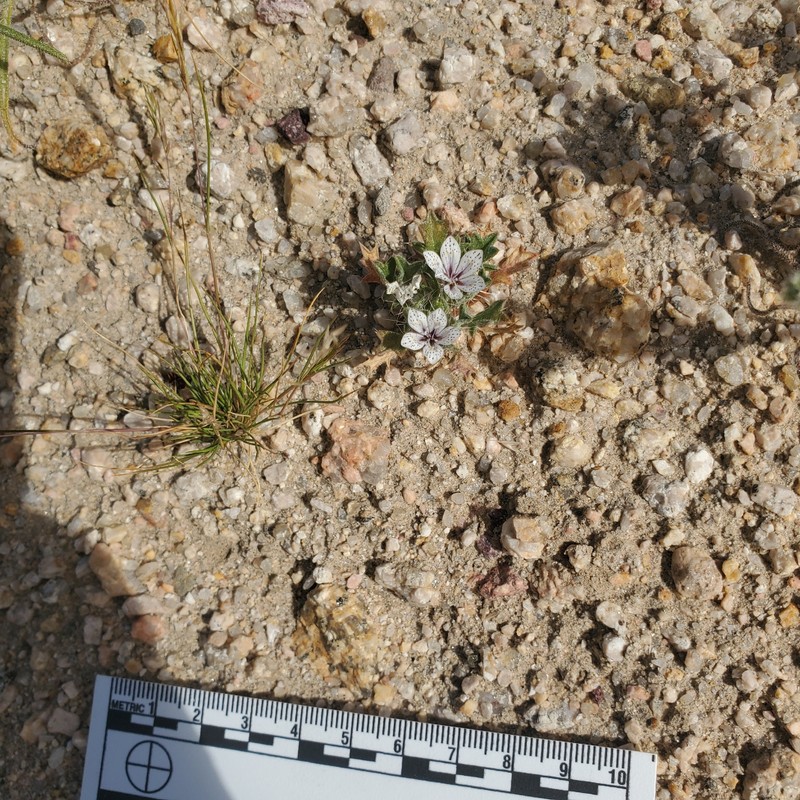 Langloisia setosissima subsp. punctata photo 7