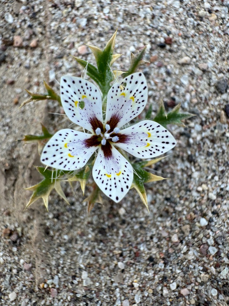Langloisia setosissima subsp. punctata photo 8