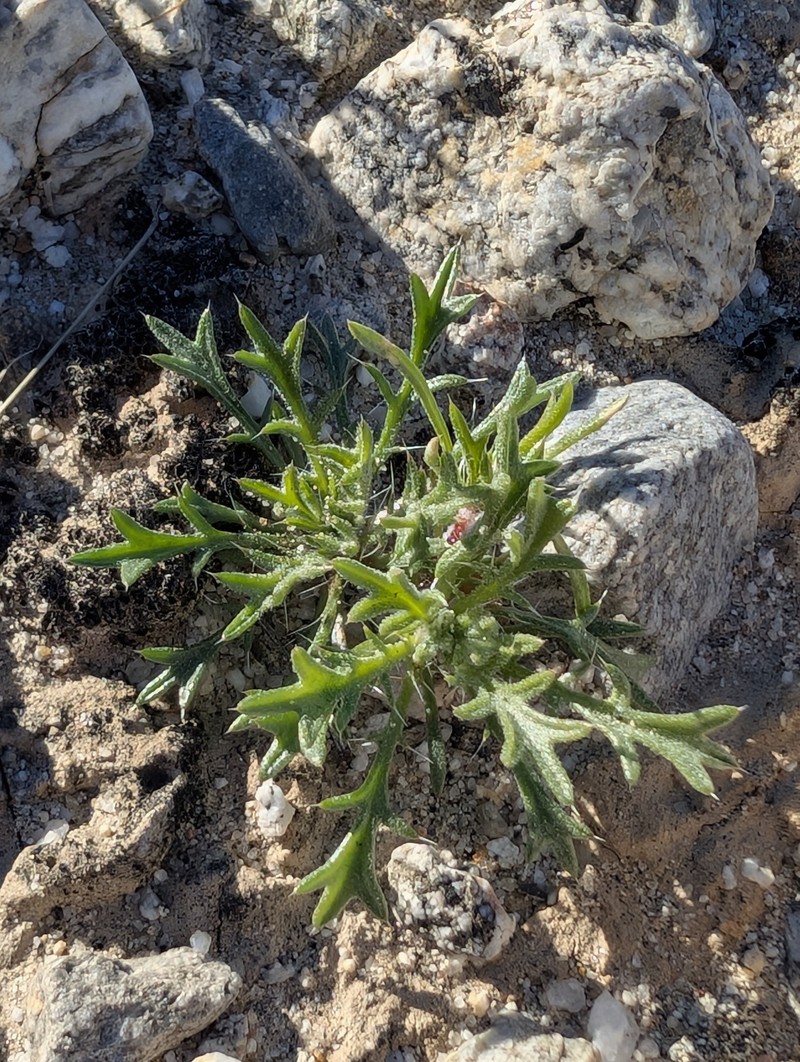 Langloisia setosissima subsp. setosissima