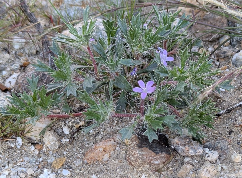 Langloisia setosissima subsp. setosissima photo 2