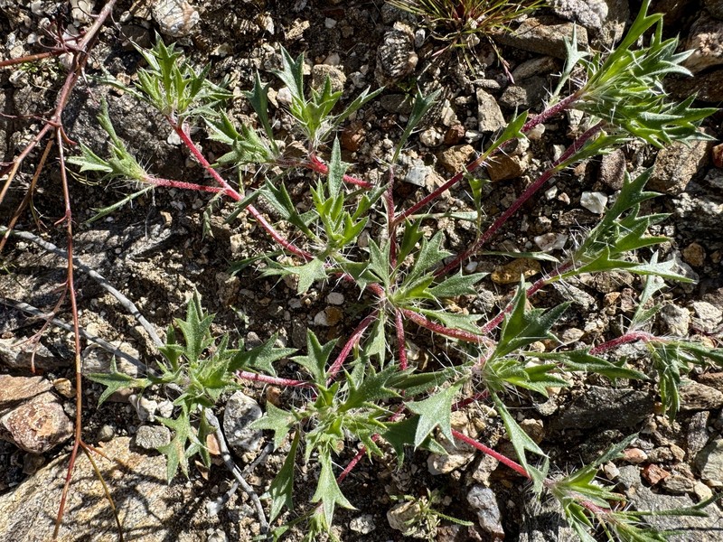 Langloisia setosissima subsp. setosissima photo 3