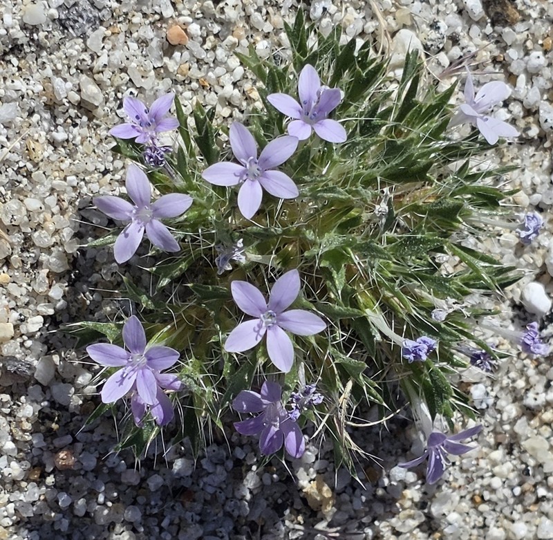 Langloisia setosissima subsp. setosissima photo 4