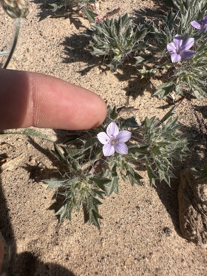Langloisia setosissima subsp. setosissima photo 5