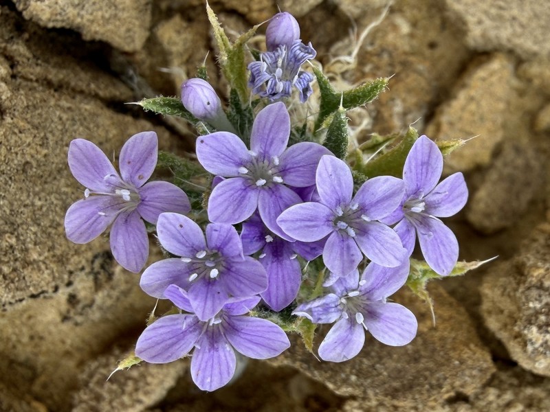 Langloisia setosissima subsp. setosissima photo 6