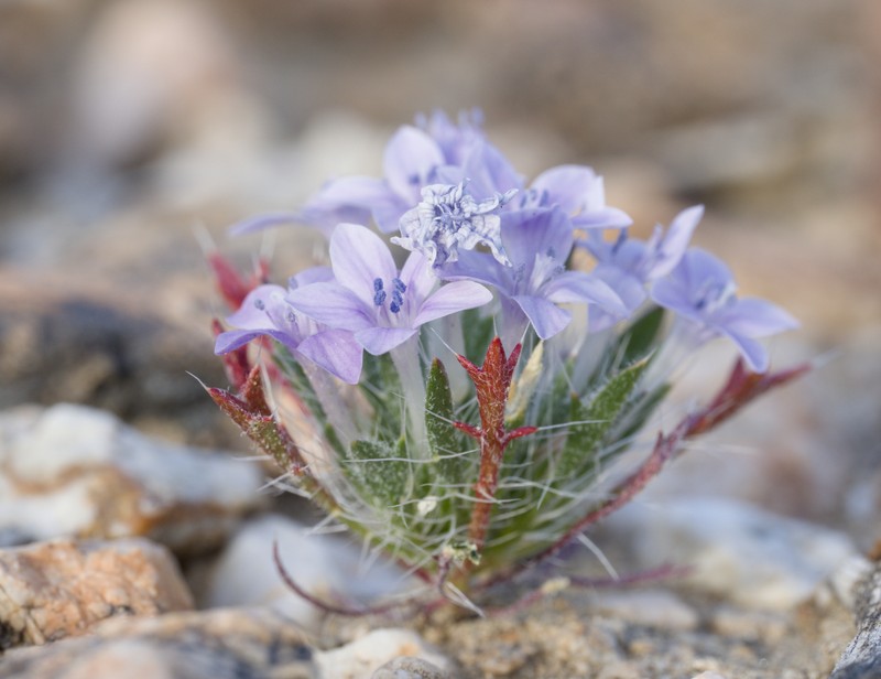 Langloisia setosissima subsp. setosissima photo 7