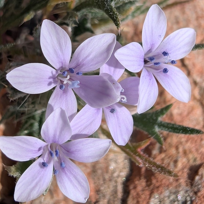 Langloisia setosissima subsp. setosissima photo 8