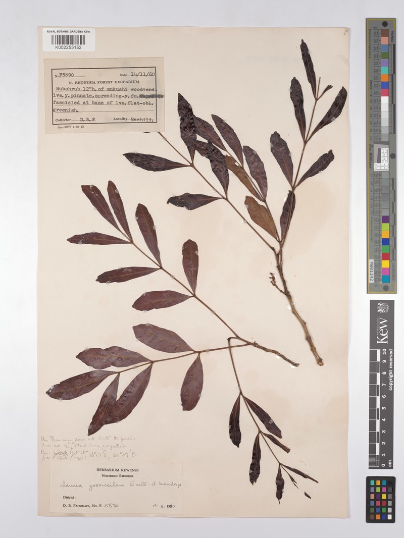 Lannea gossweileri subsp. gossweileri