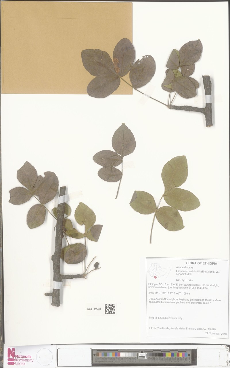 Lannea schweinfurthii var. schweinfurthii