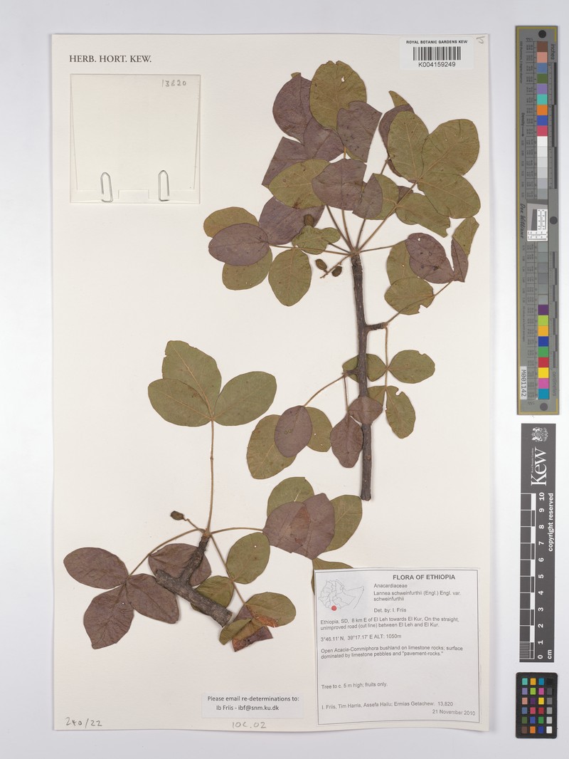 Lannea schweinfurthii var. schweinfurthii photo 2