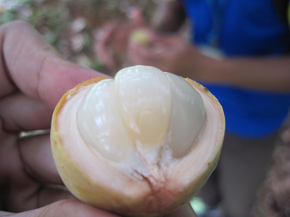 Langsat photo 2