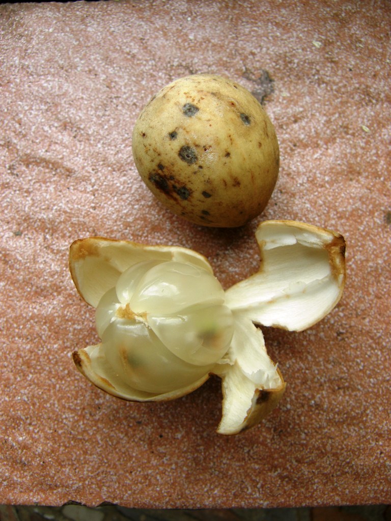 Langsat photo 4