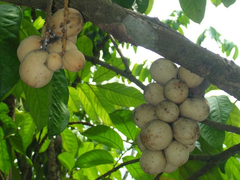 Langsat photo 5