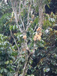 Langsat