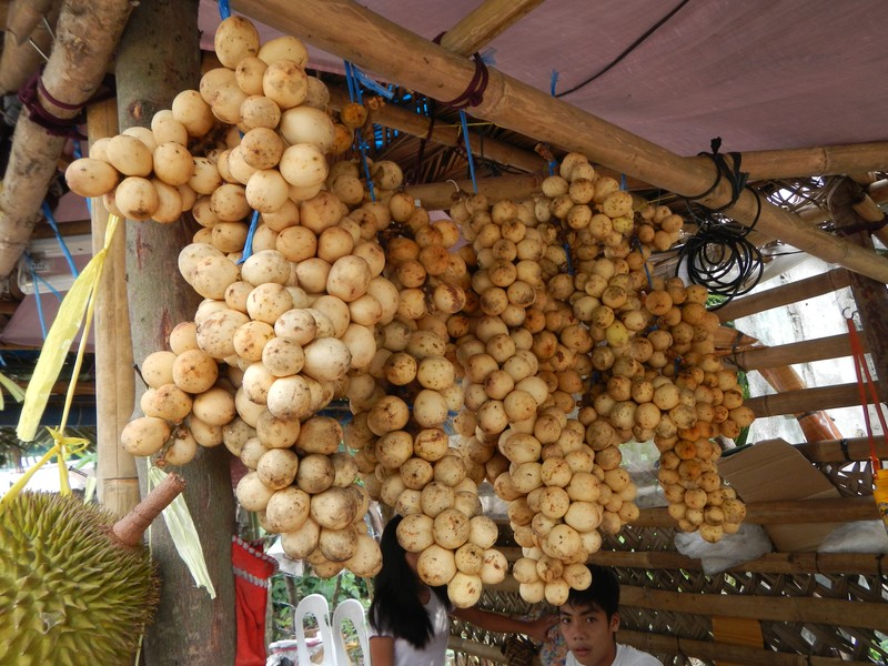 Langsat photo 6