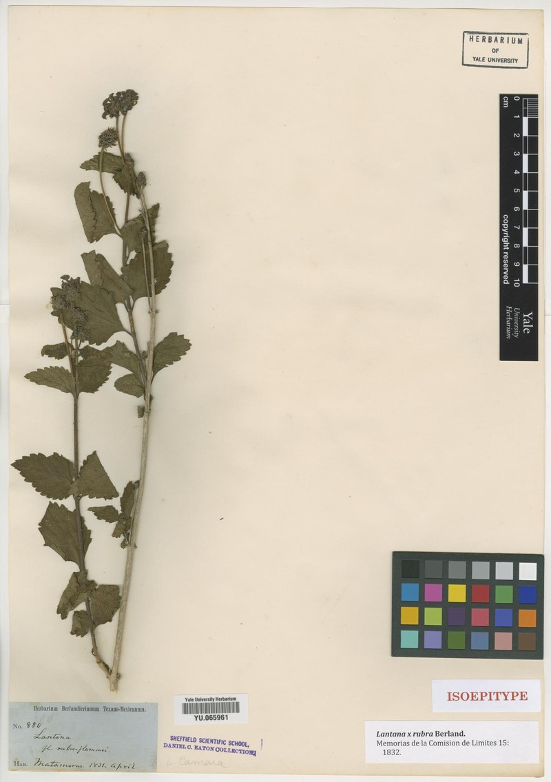 Lantana × rubra photo 2