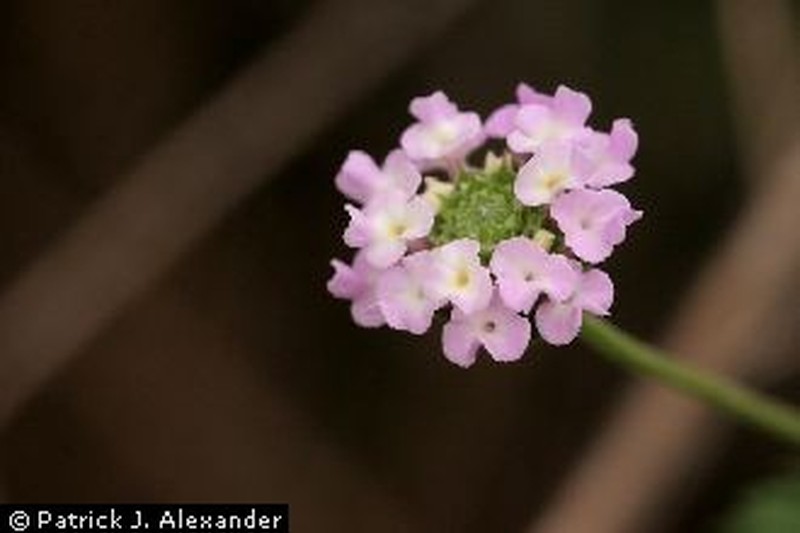 Brushland Shrubverbena