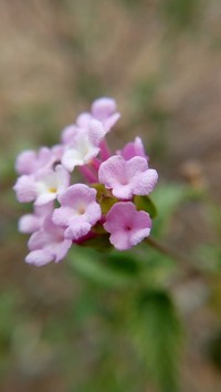 Brushland Shrubverbena