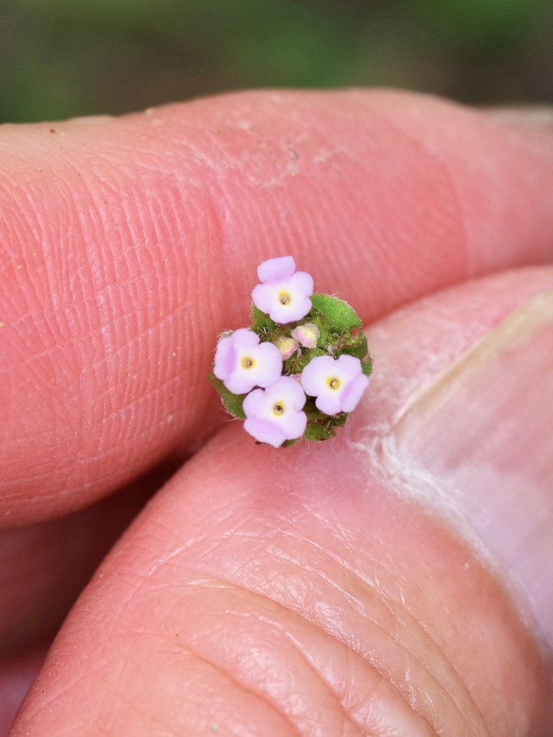 Brushland Shrubverbena photo 2