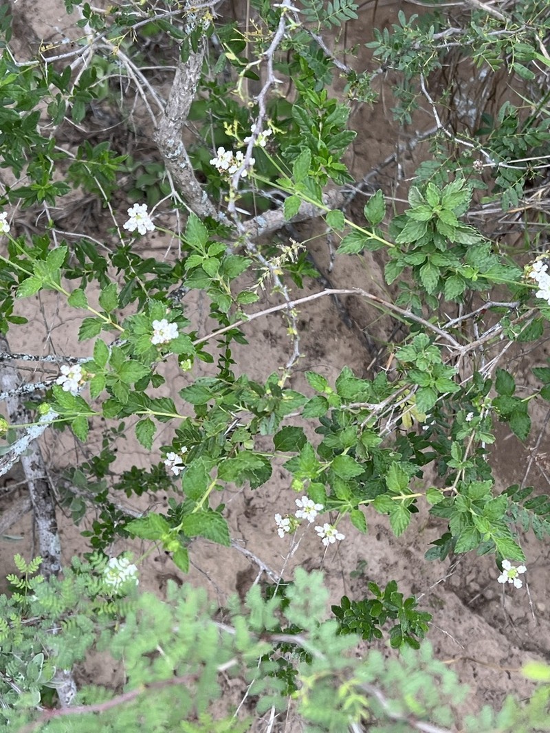 Brushland Shrubverbena photo 3