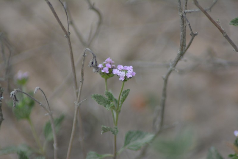 Brushland Shrubverbena photo 4