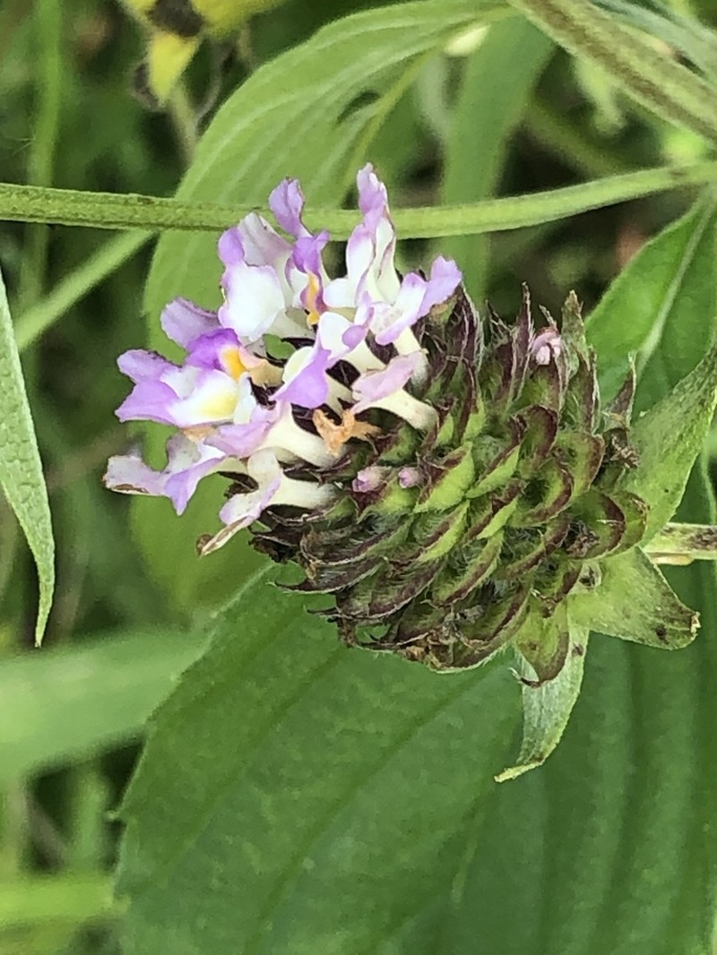 Brushland Shrubverbena photo 5
