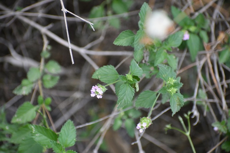 Brushland Shrubverbena photo 6