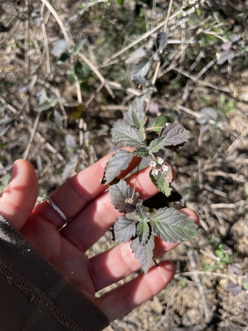 Brushland Shrubverbena photo 7