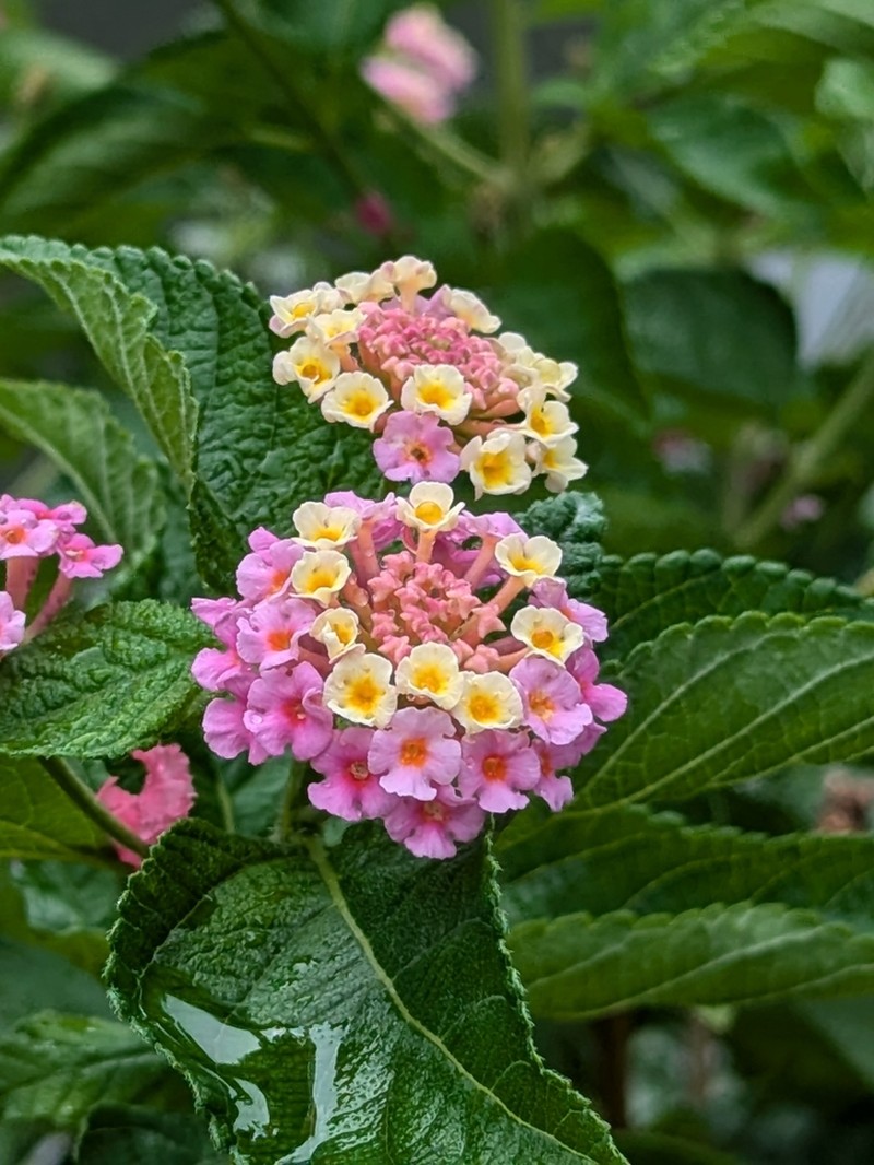 Lantana