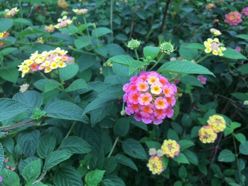 Lantana photo 2