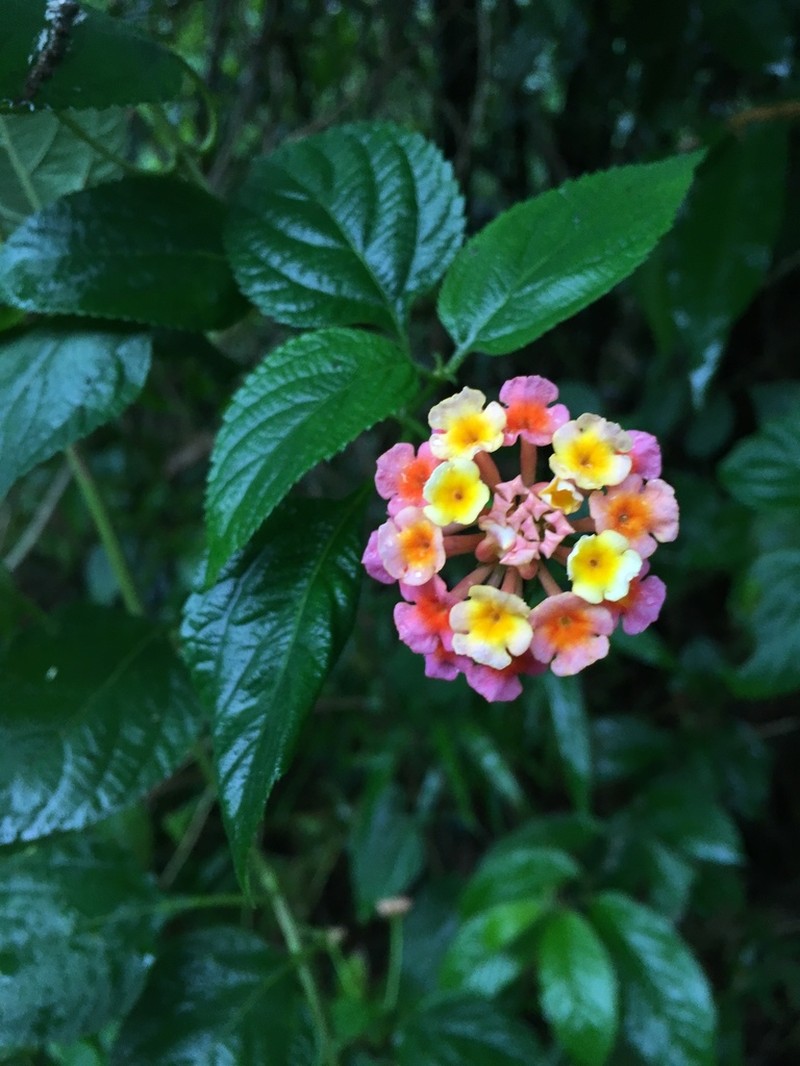 Lantana photo 3