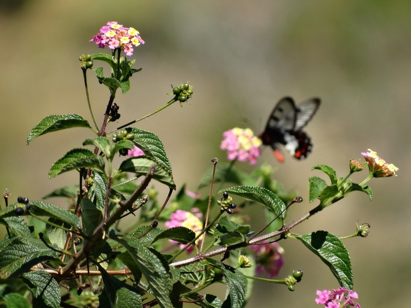 Lantana photo 4