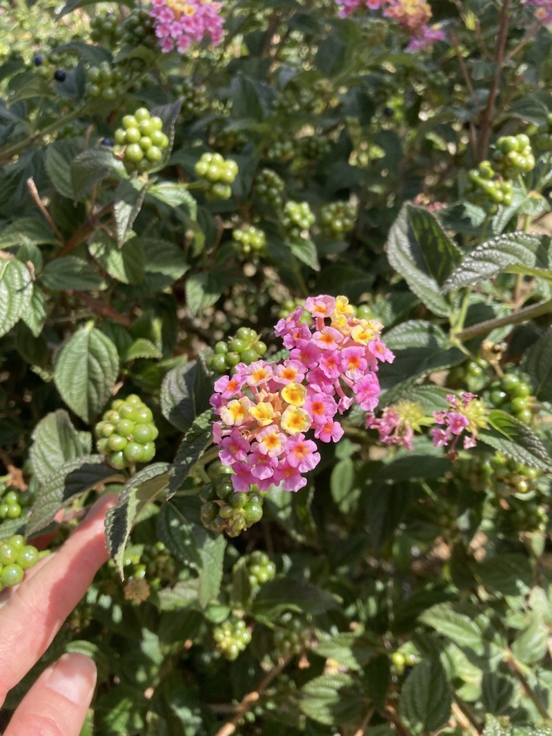 Lantana photo 5