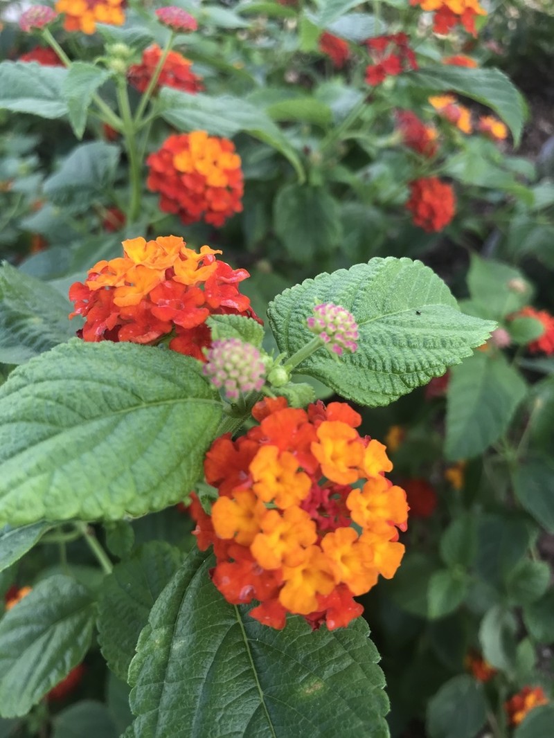 Lantana photo 6