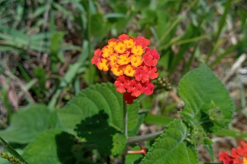 Lantana photo 7