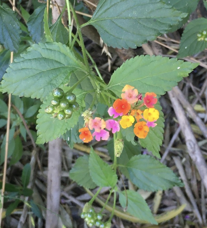 Lantana photo 8