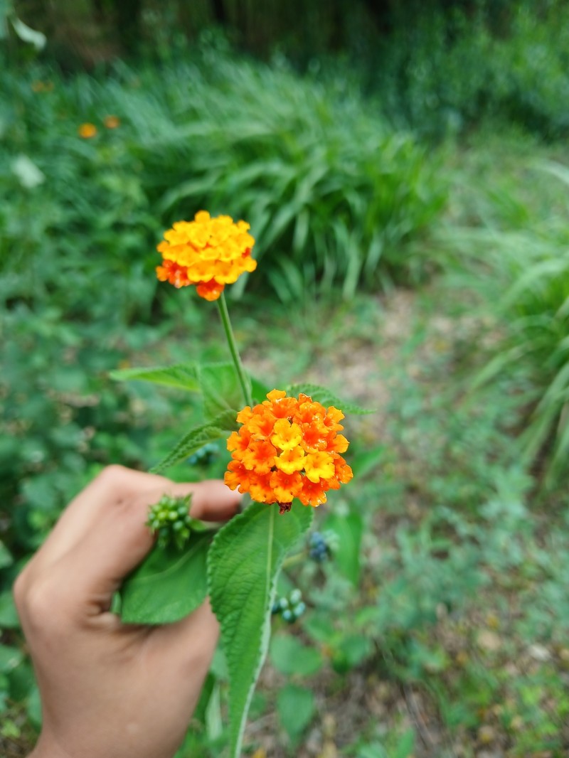 Nettleleaf Shrubverbena