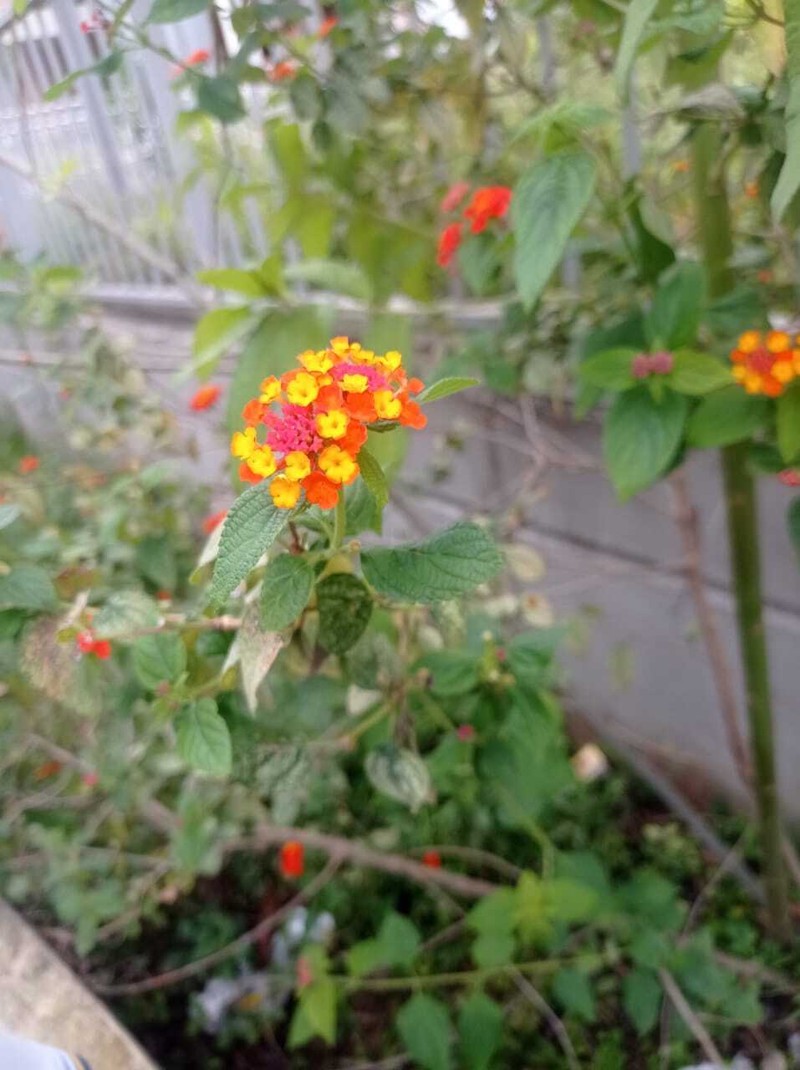 Nettleleaf Shrubverbena photo 2