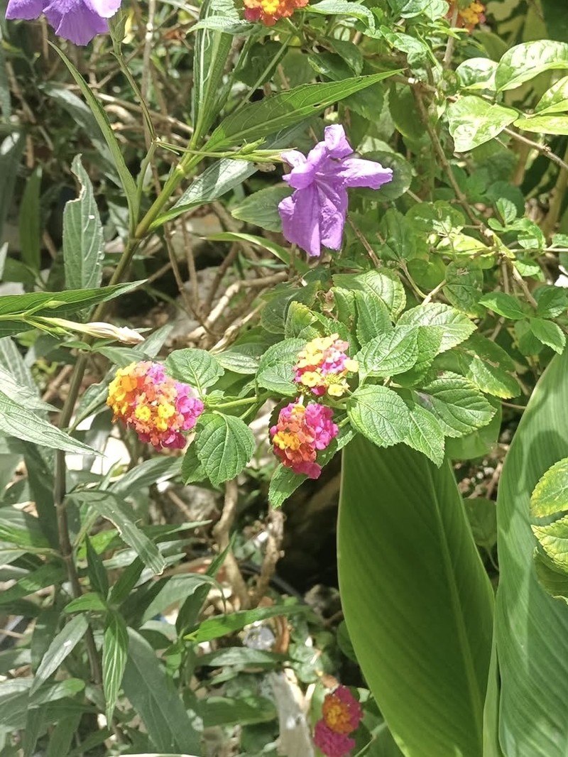 Nettleleaf Shrubverbena photo 3