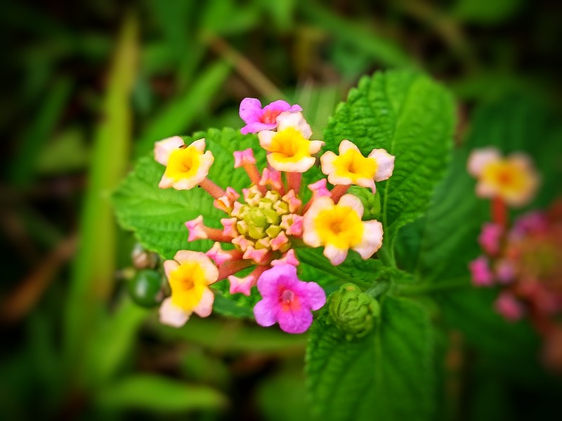 Nettleleaf Shrubverbena photo 4