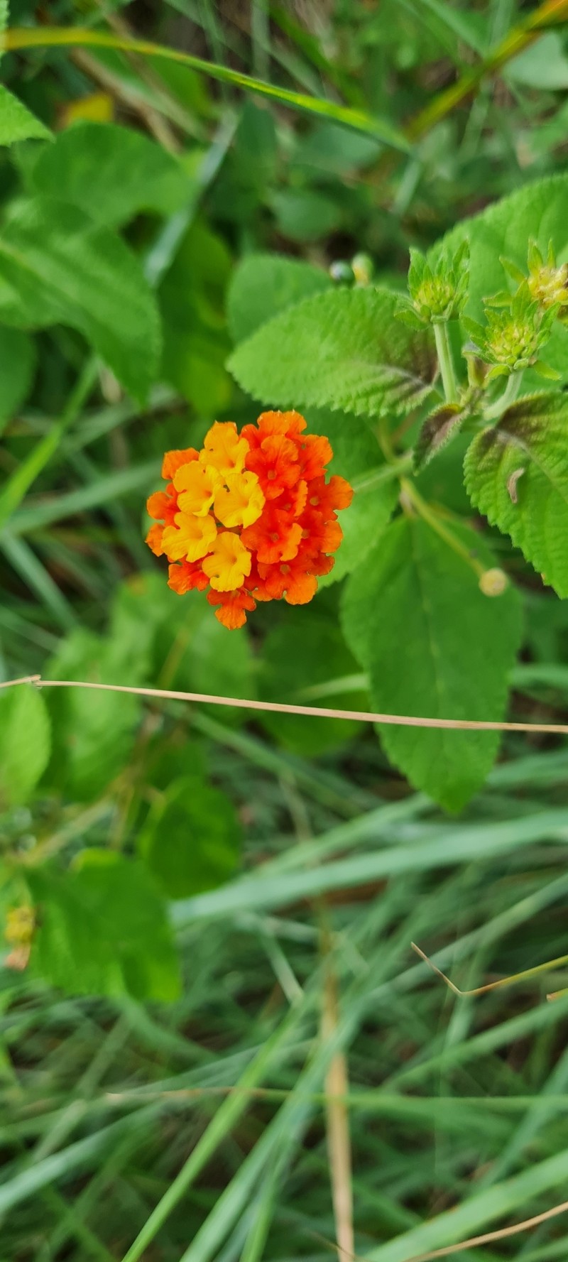 Nettleleaf Shrubverbena photo 5