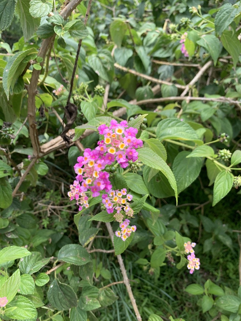 Nettleleaf Shrubverbena photo 6